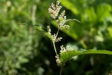 Aconogonon weyrichii