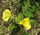 Oenothera glazioviana