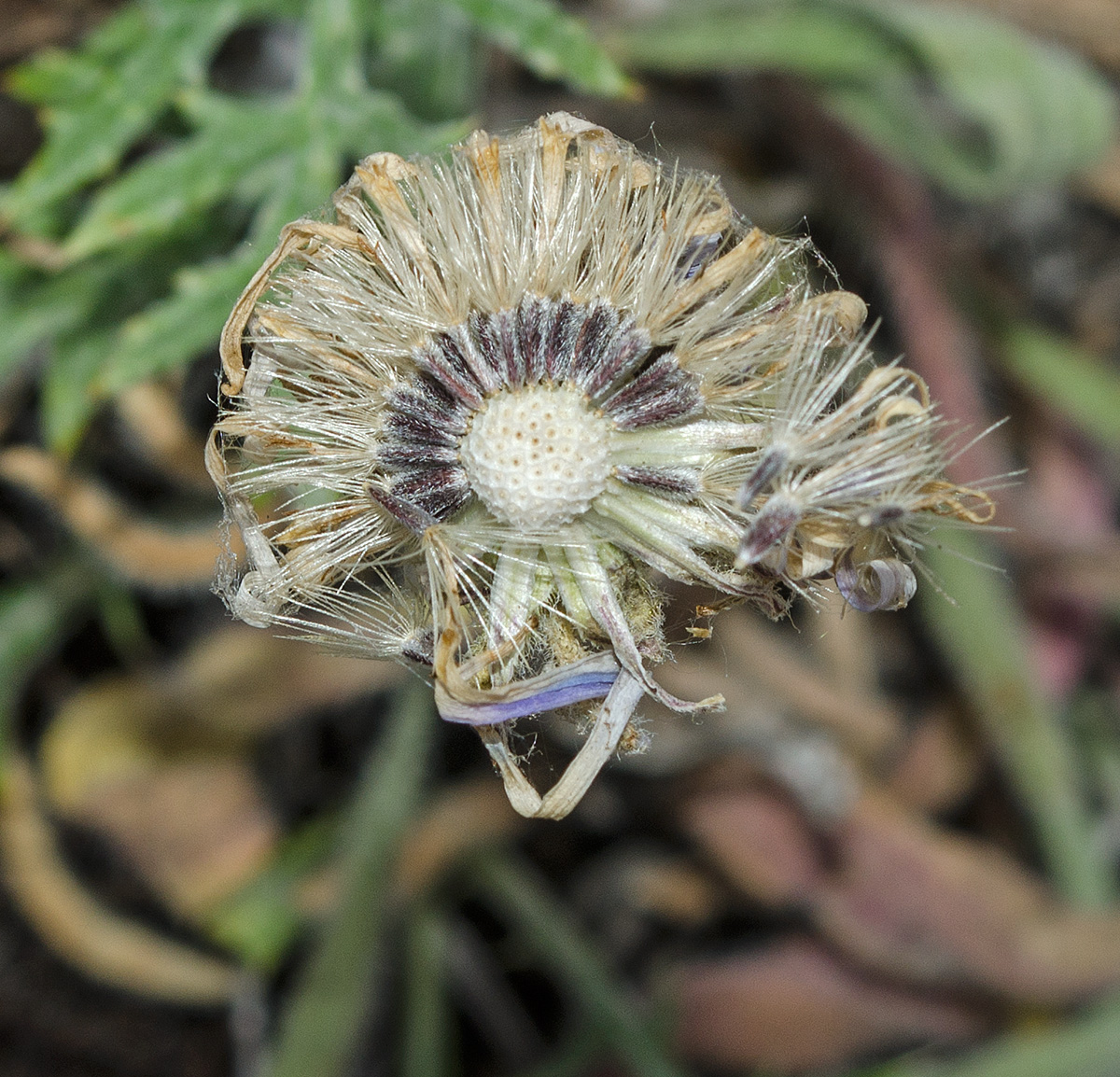 Изображение особи Aster serpentimontanus.