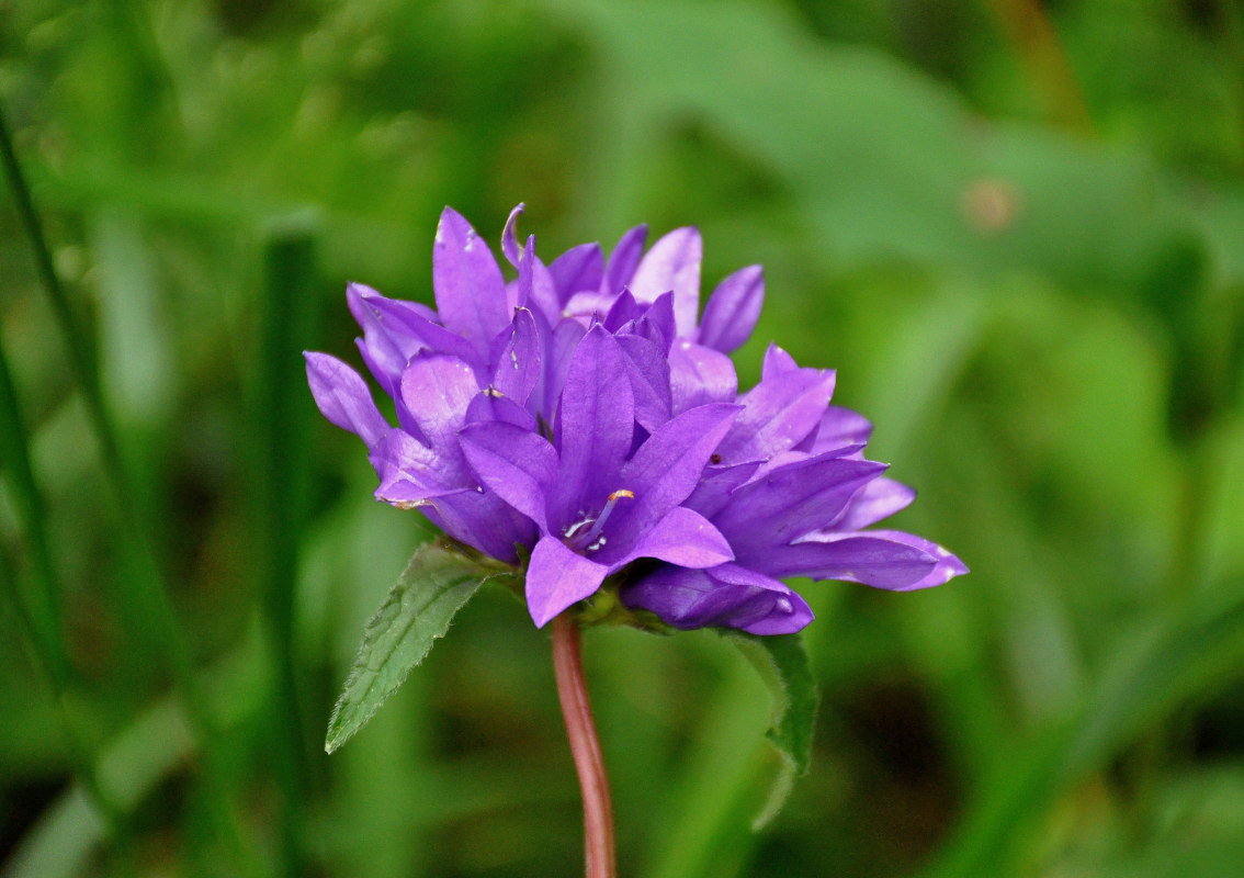 Изображение особи Campanula glomerata.