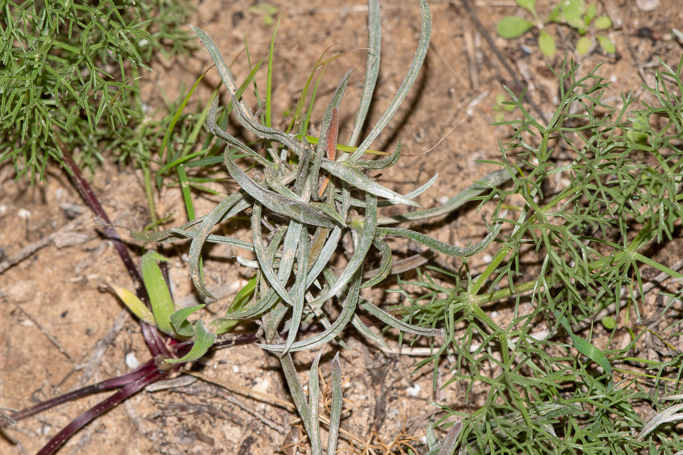 Изображение особи Plantago albicans.