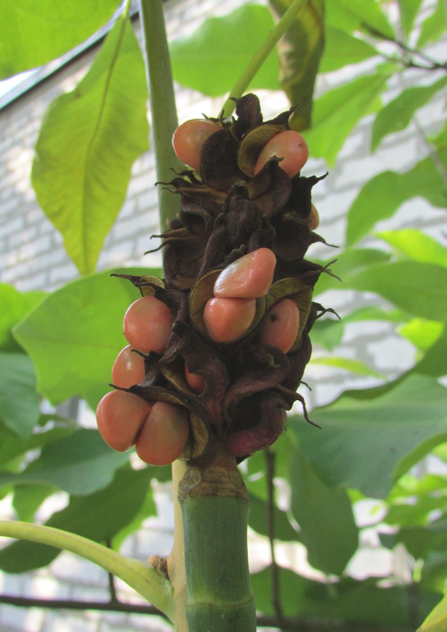 Image of Magnolia tripetala specimen.