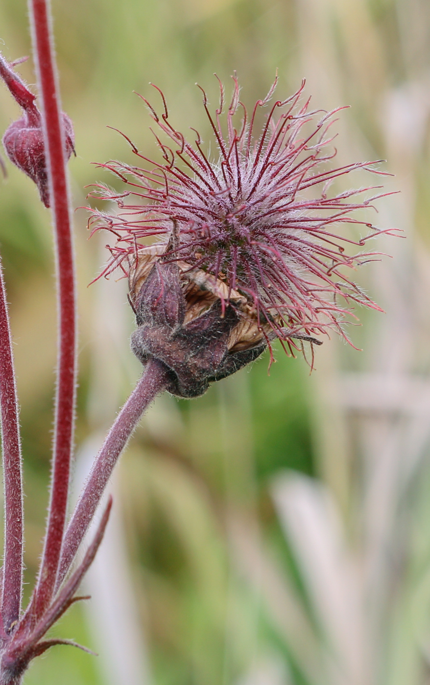 Image of Geum rivale specimen.