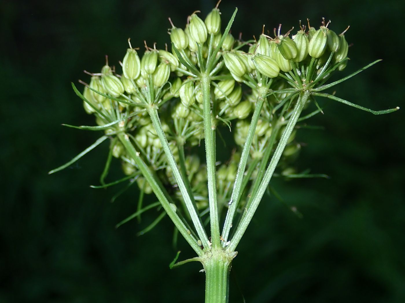 Image of Conioselinum univittatum specimen.