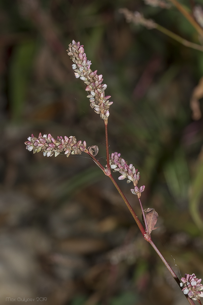 Image of Persicaria lapathifolia specimen.