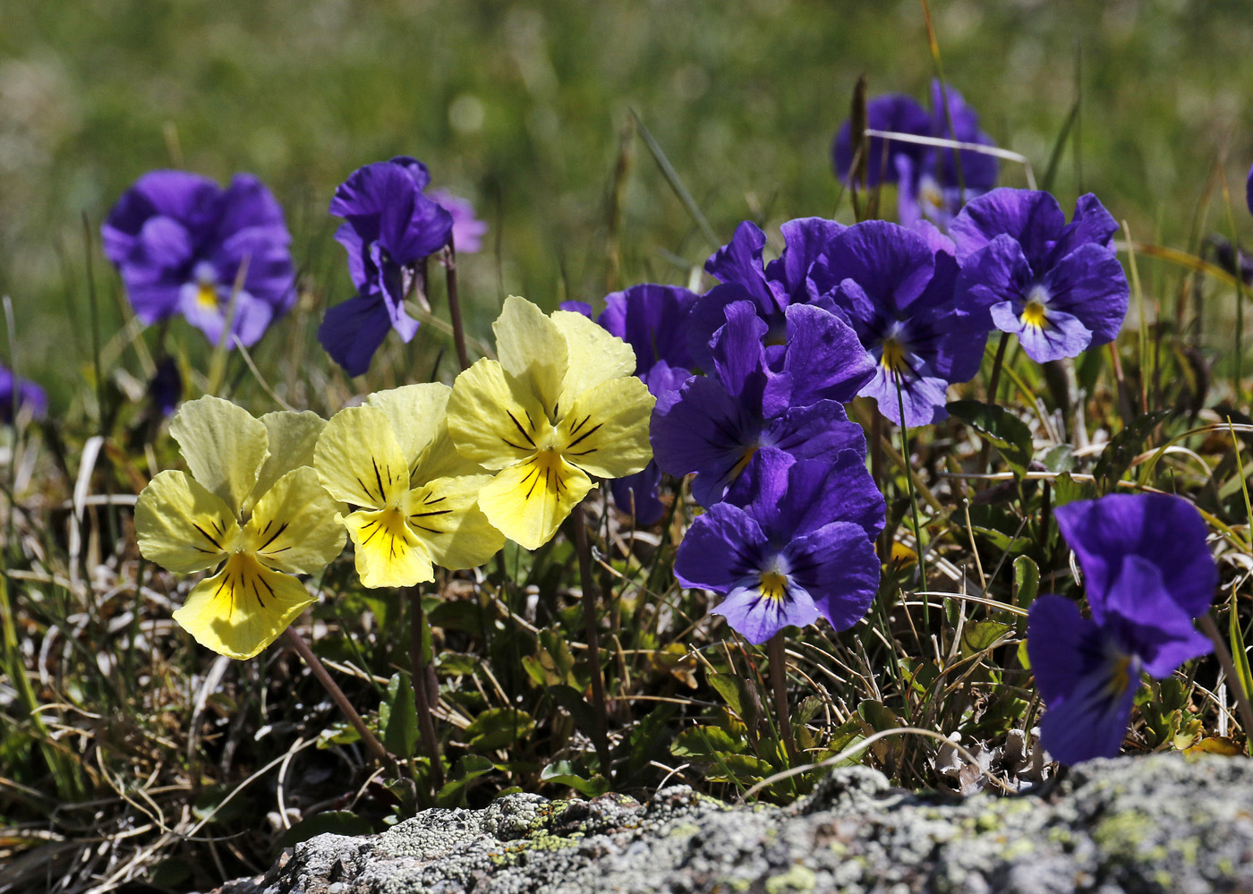 Изображение особи Viola altaica.