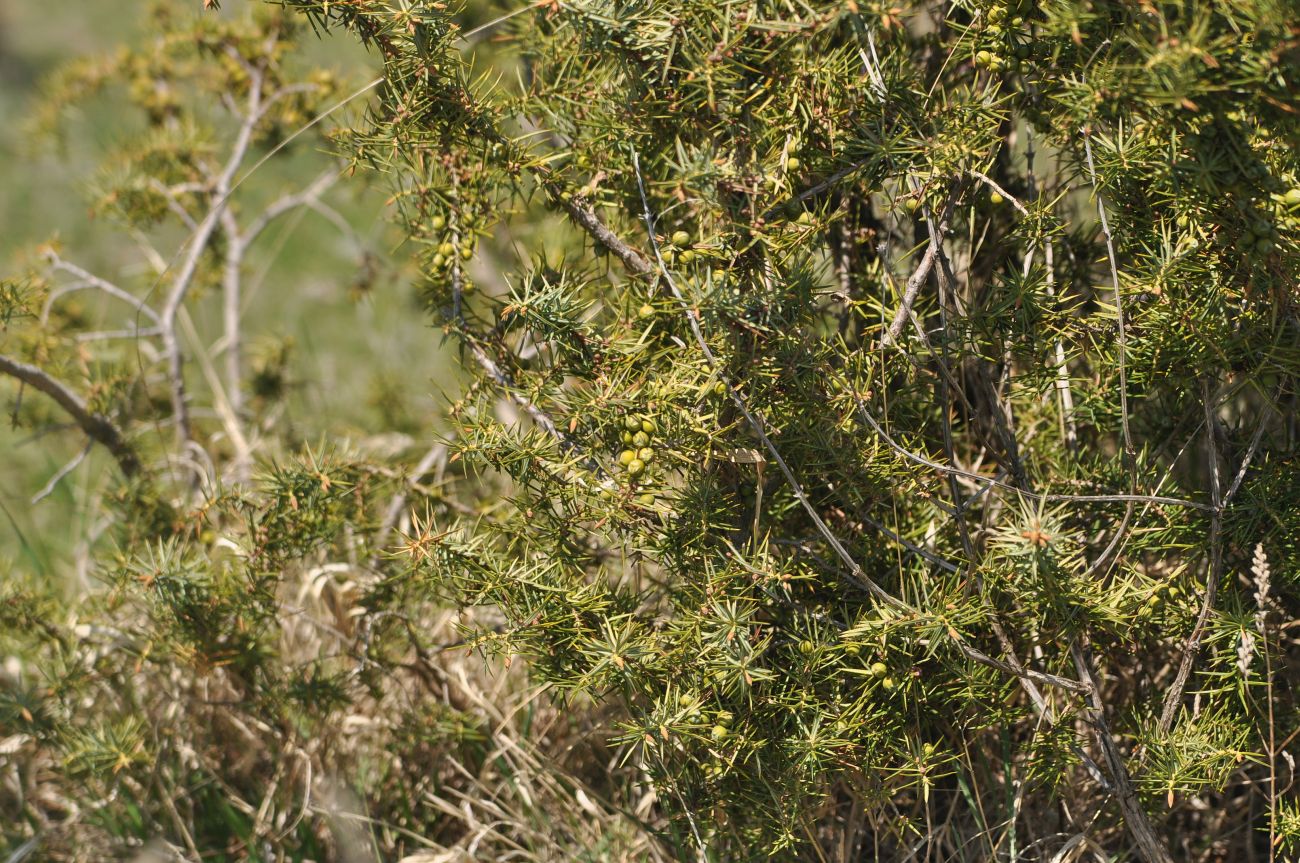 Image of Juniperus oblonga specimen.