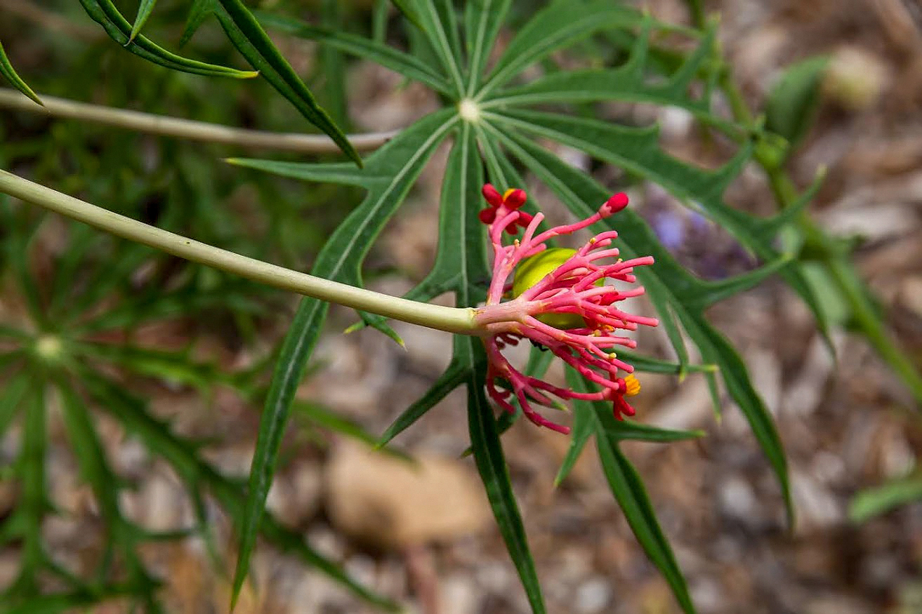 Изображение особи Jatropha multifida.