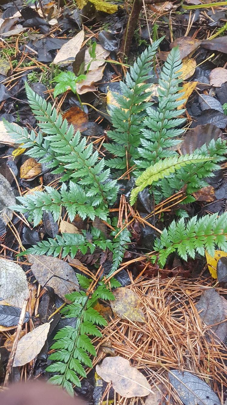 Изображение особи Polystichum neolobatum.