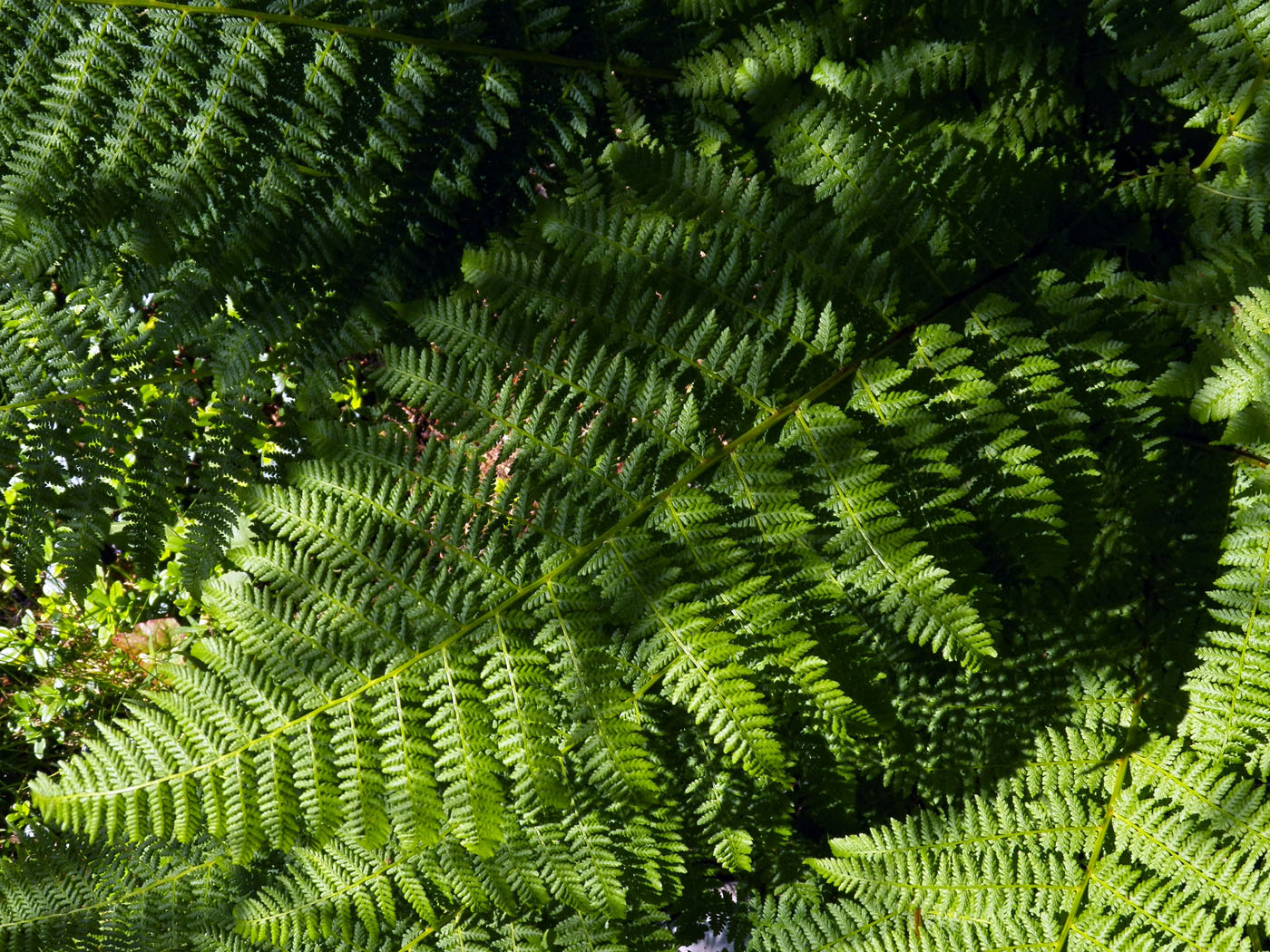 Image of Athyrium filix-femina specimen.