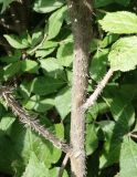 Eleutherococcus senticosus. Часть ствола и основания ветвей. Сахалинская обл., Невельский р-н, склон, подъём к водопаду Салют. 14.08.2019.