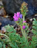 Oxytropis strobilacea. Верхушка побега с соцветиями. Алтай, Улаганский р-н, перевал Кату-Ярык, ≈ 1200 м н.у.м., каменистый склон. 19.06.2019.