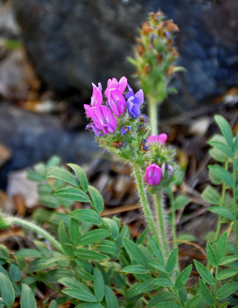 Изображение особи Oxytropis strobilacea.