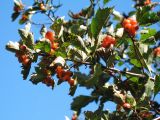 Crataegus chlorocarpa