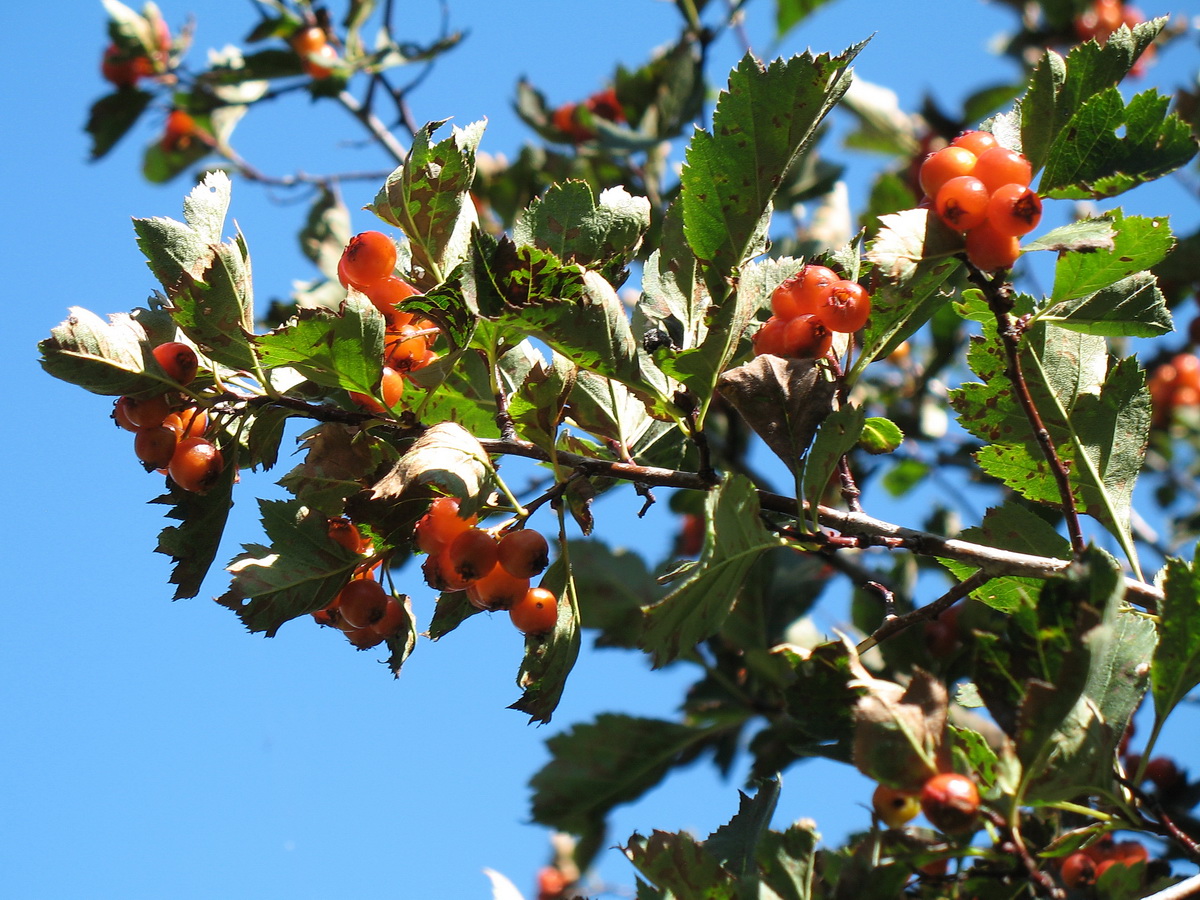 Изображение особи Crataegus chlorocarpa.