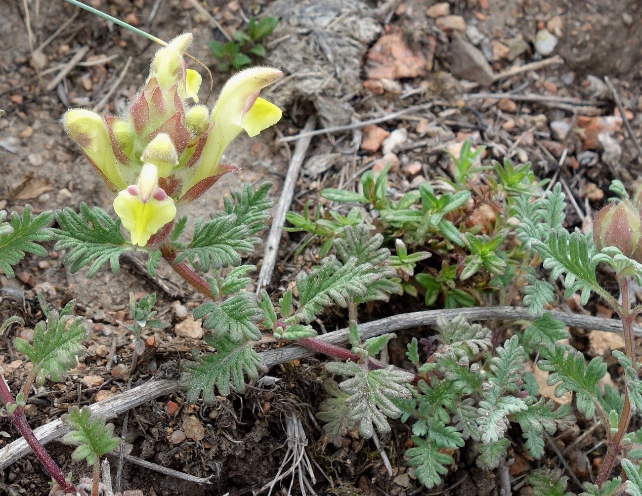 Image of Scutellaria przewalskii specimen.