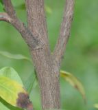 Erythroxylum coca