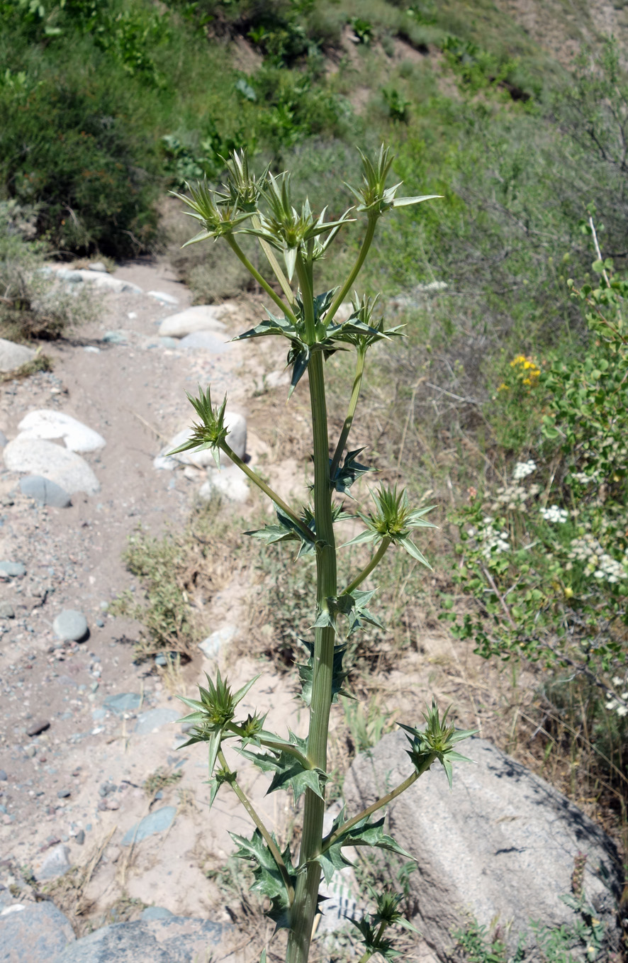 Изображение особи Eryngium macrocalyx.