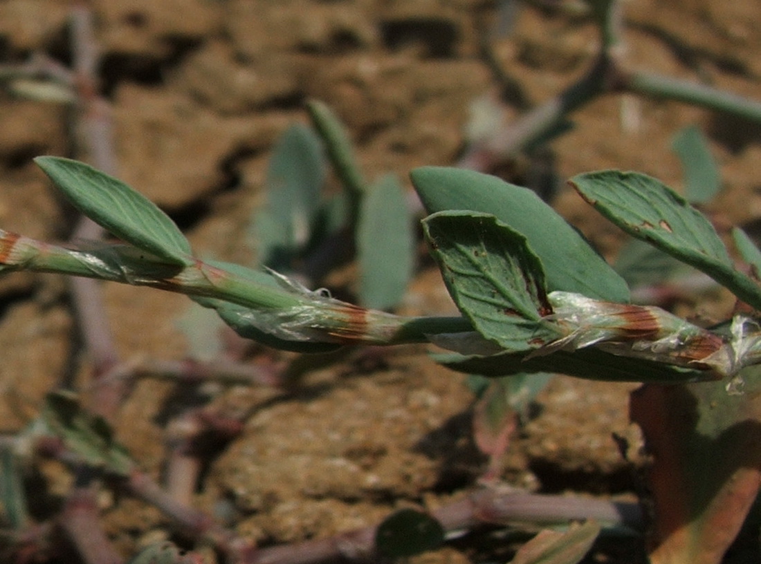 Изображение особи Polygonum maritimum.