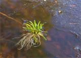 Lobelia dortmanna