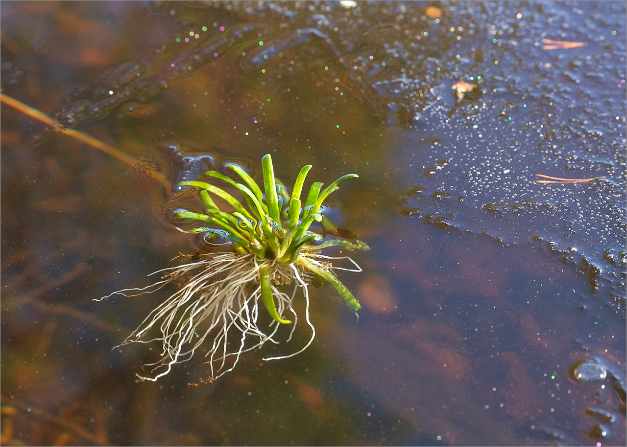 Image of Lobelia dortmanna specimen.