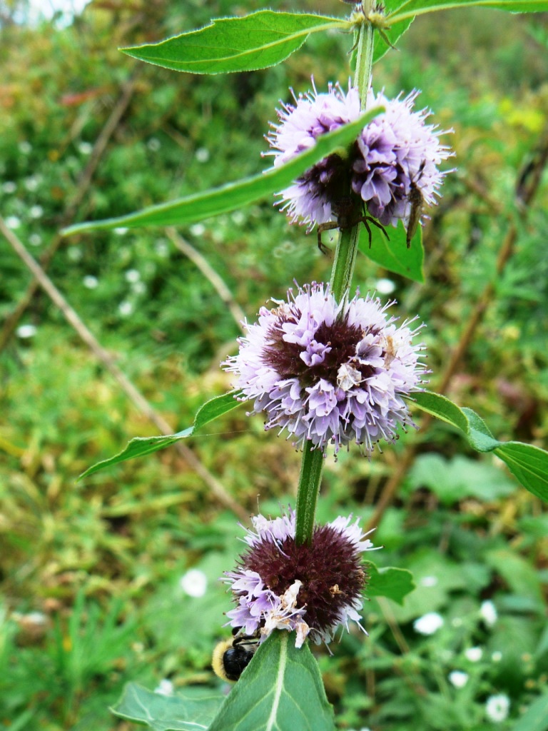 Изображение особи Mentha canadensis.