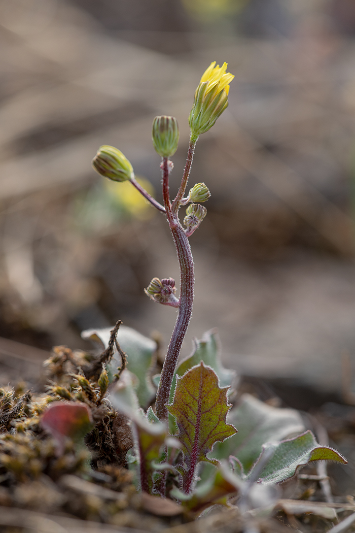 Image of Lagoseris sancta specimen.