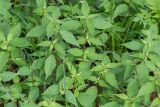 Achyranthes aspera var. sicula