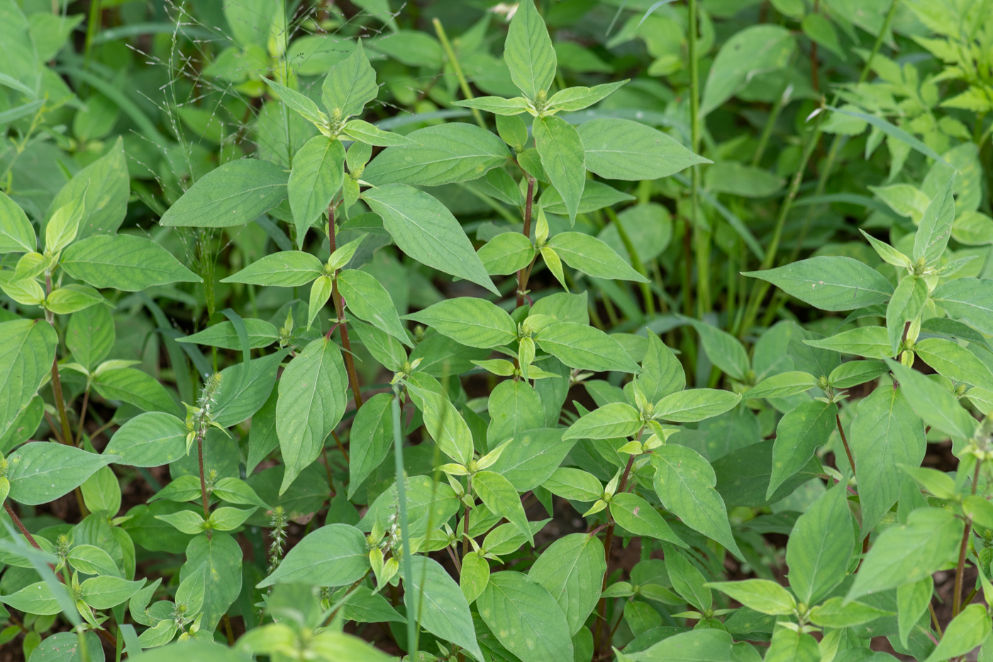 Image of Achyranthes aspera var. sicula specimen.