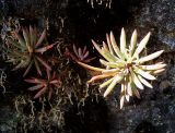 Oxalis sanmiguelii ssp. urubambensis