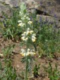 Phlomoides laciniata