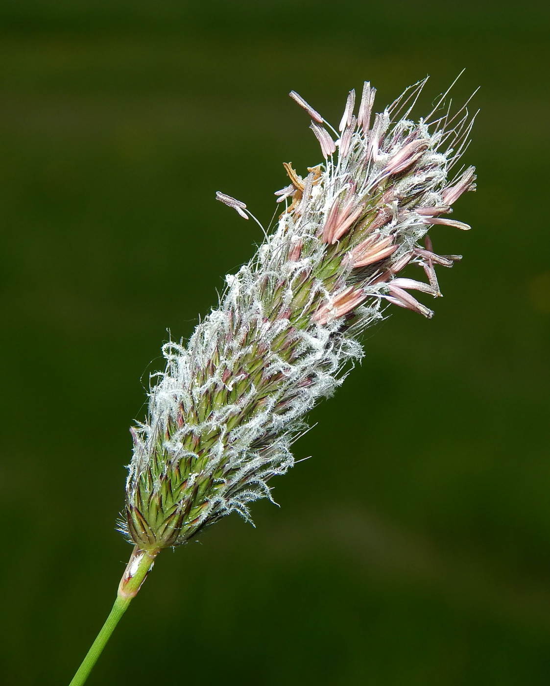 Изображение особи Alopecurus pratensis.