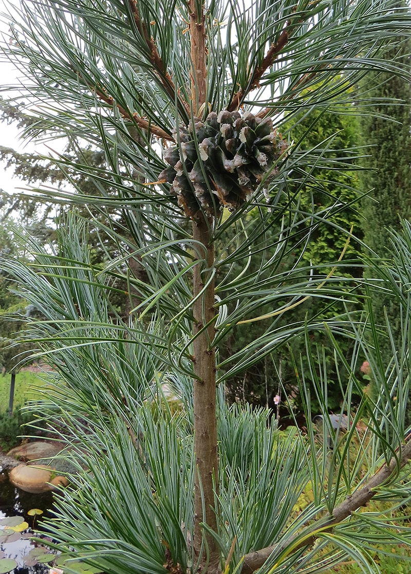 Image of Pinus parviflora specimen.