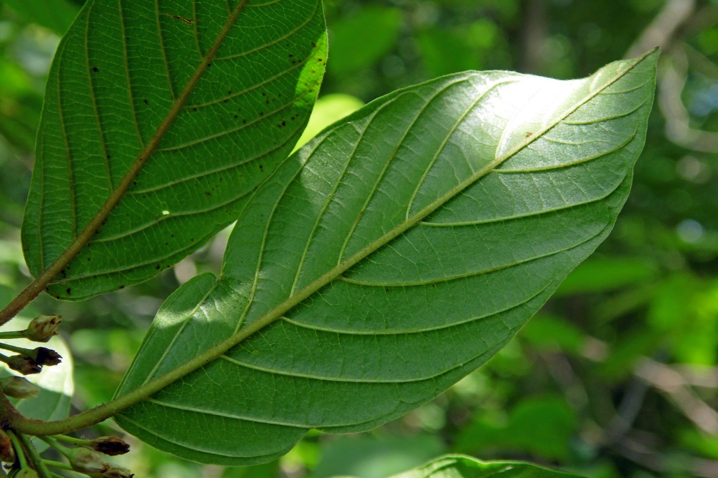 Изображение особи Frangula alnus.