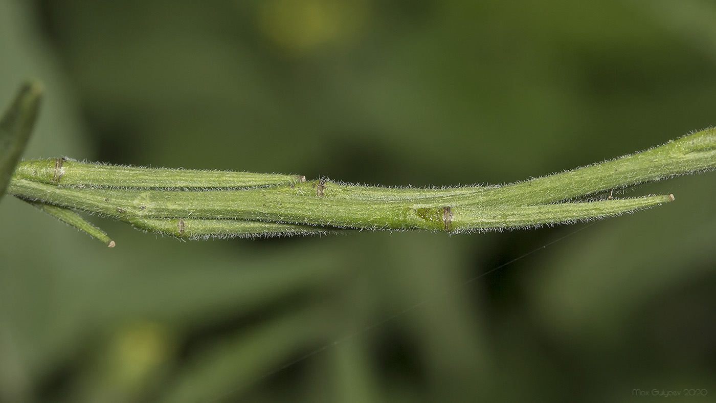 Изображение особи Sisymbrium officinale.