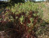 Euphorbia villosa. Отплодоносившее растение. Украина, г. Запорожье, балка Партизанская, разнотравная степь возле деревьев. 07.08.2020.