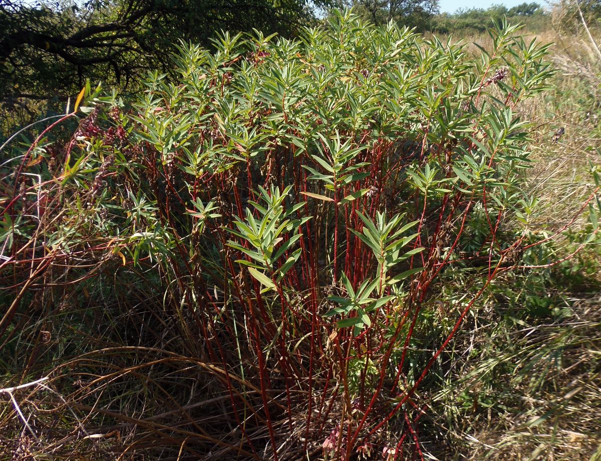 Image of Euphorbia villosa specimen.