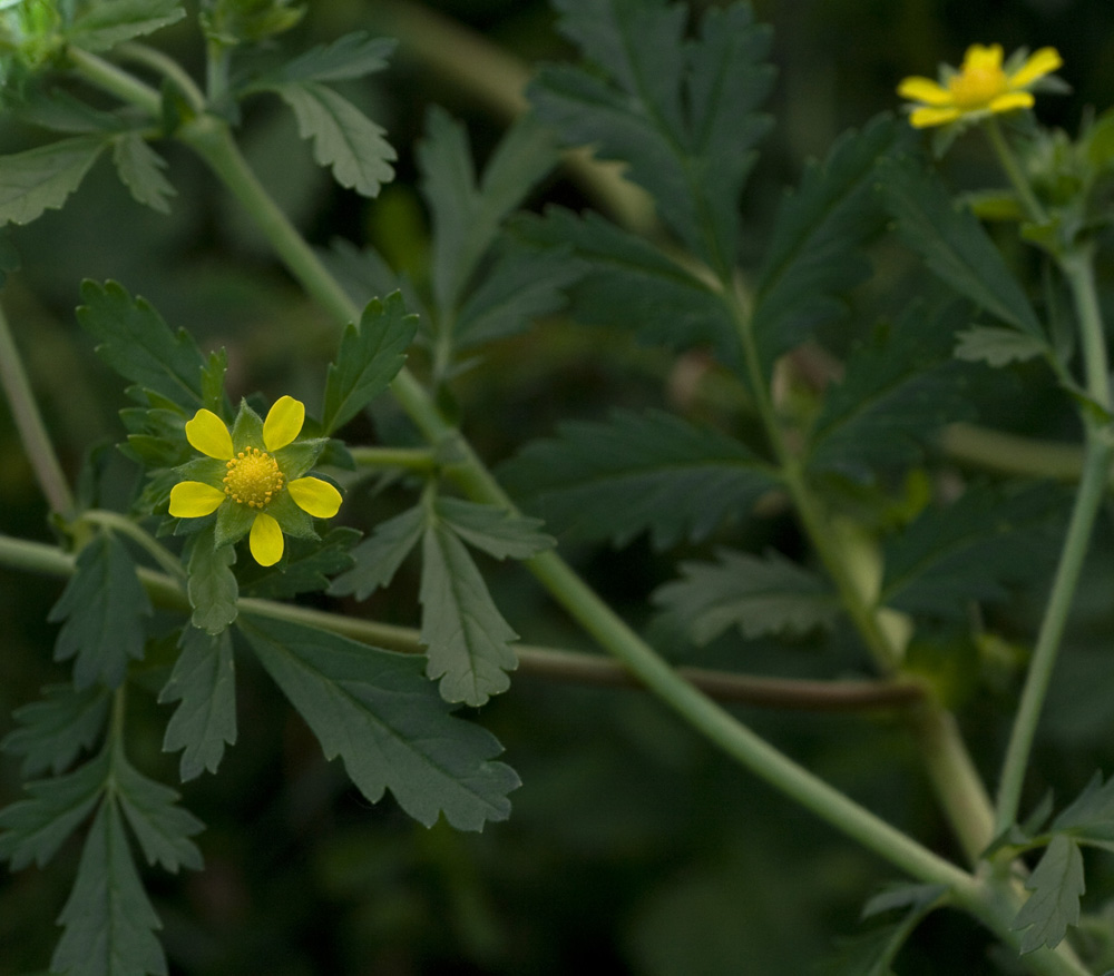 Image of Potentilla supina specimen.