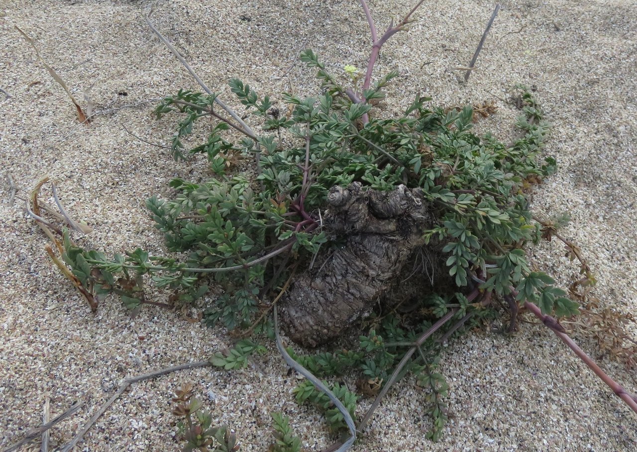 Изображение особи Taeniopetalum obtusifolium.