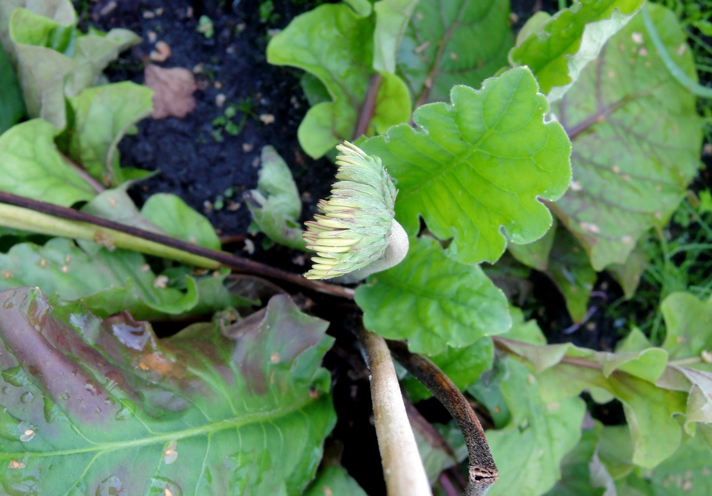 Image of Gerbera jamesonii specimen.