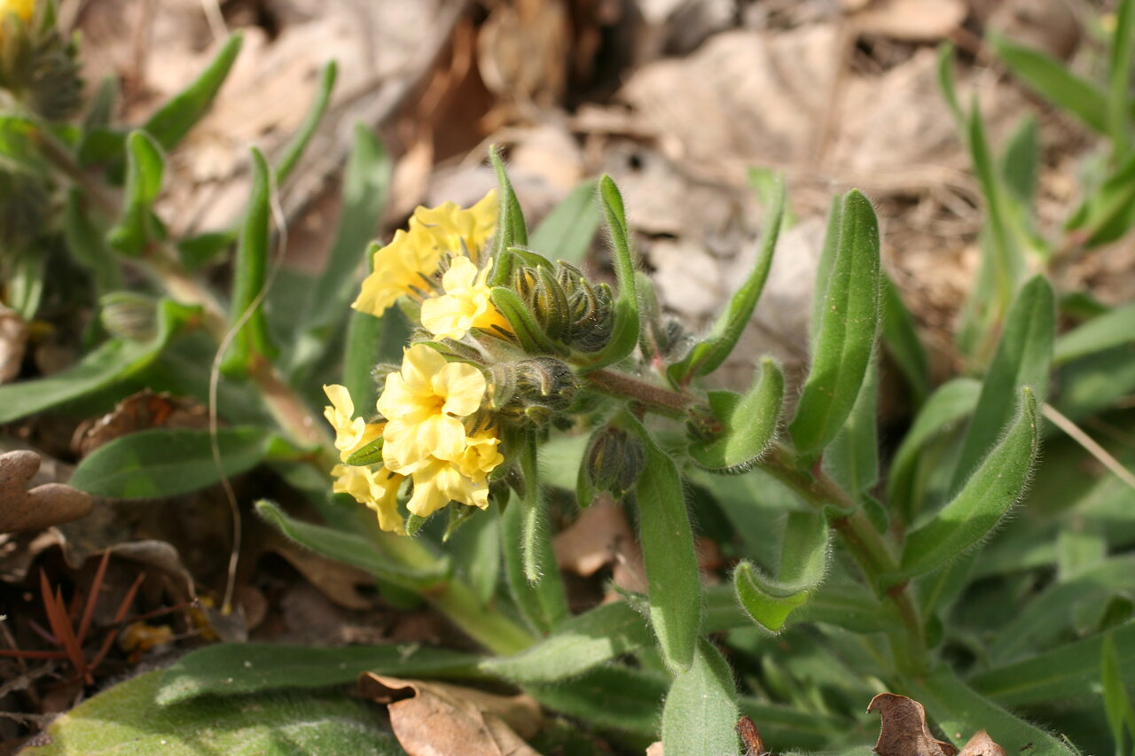 Image of Alkanna primuliflora specimen.