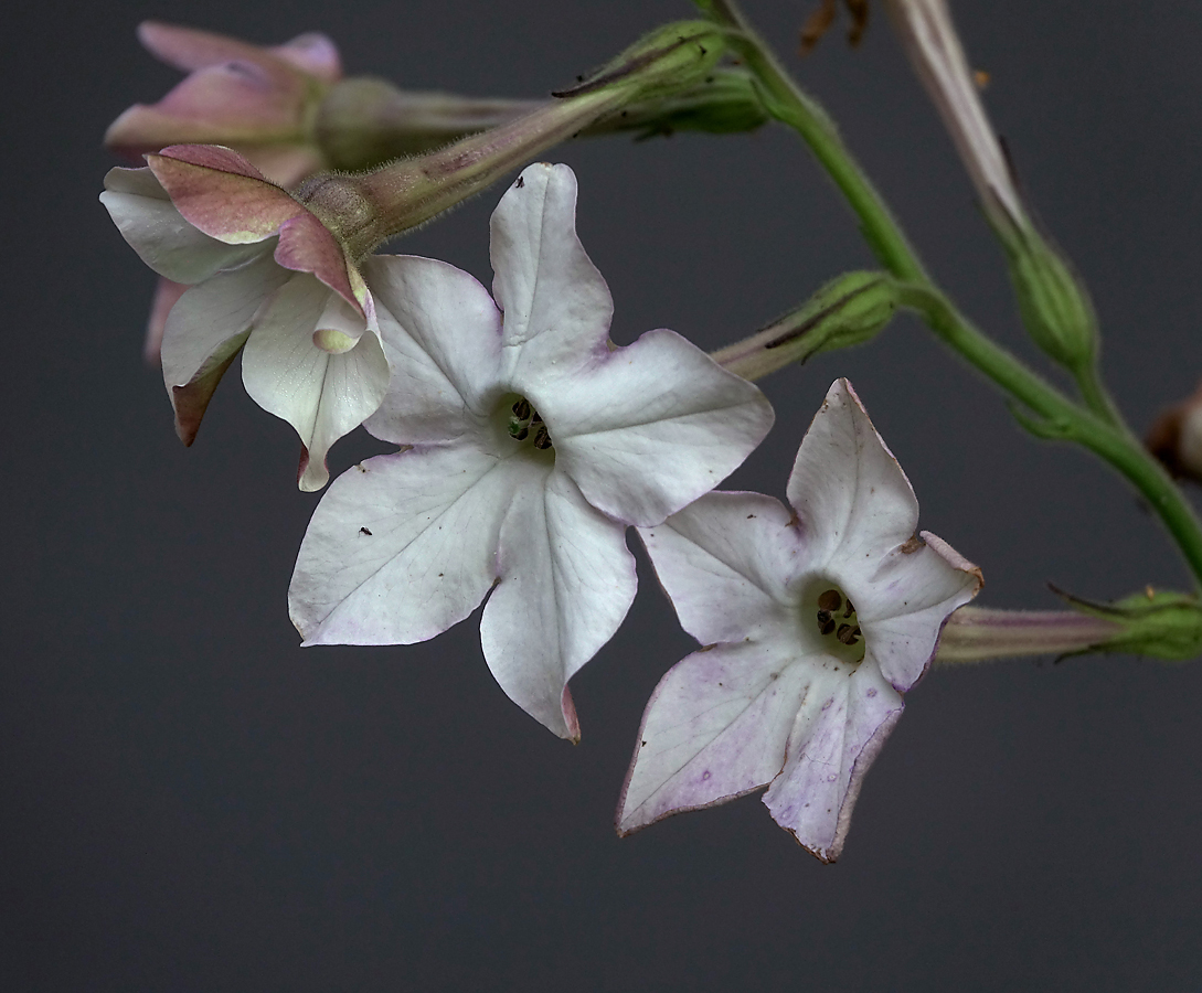 Изображение особи Nicotiana alata.