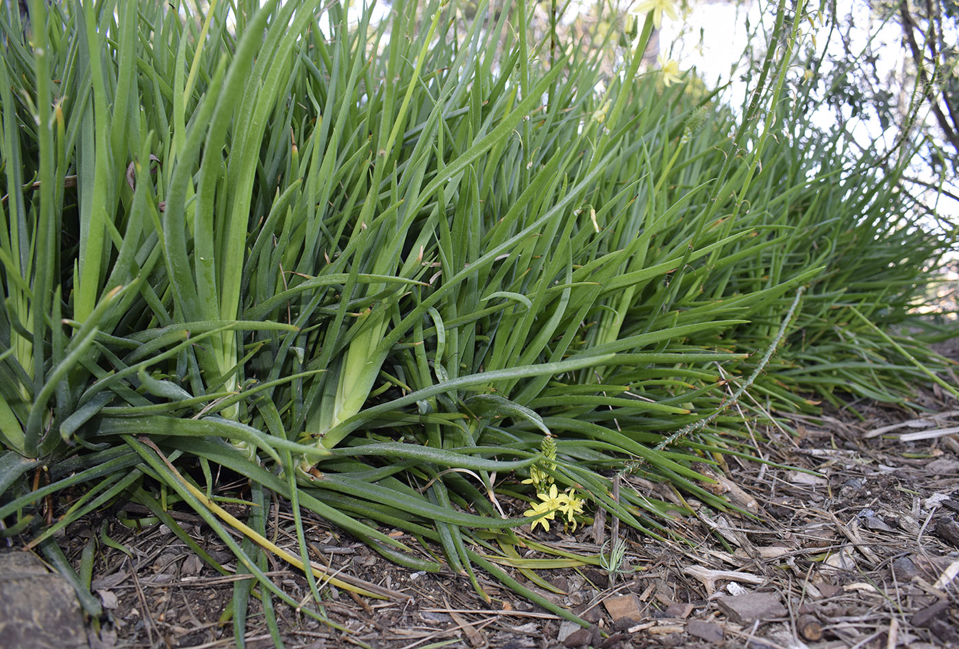 Изображение особи Bulbine frutescens.