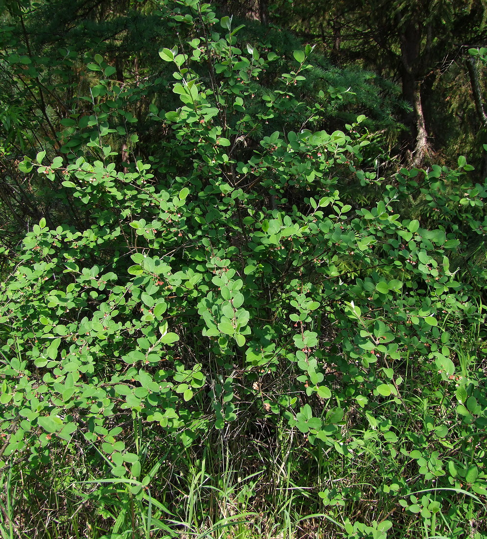 Image of Cotoneaster melanocarpus specimen.