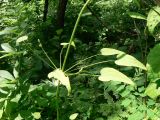 Rubia cordifolia