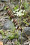 Epipactis atrorubens. Соплодие. Псковская обл., Печорский р-н, окр. дер. Конечки, склон Изборско-Мальской долины, обнажение известкового туфа, разреженный смешанный лес. 10.08.2020.