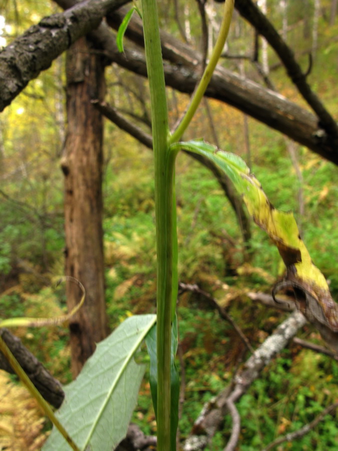 Изображение особи Saussurea stolbensis.