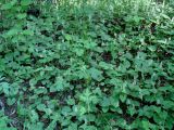 Maianthemum bifolium