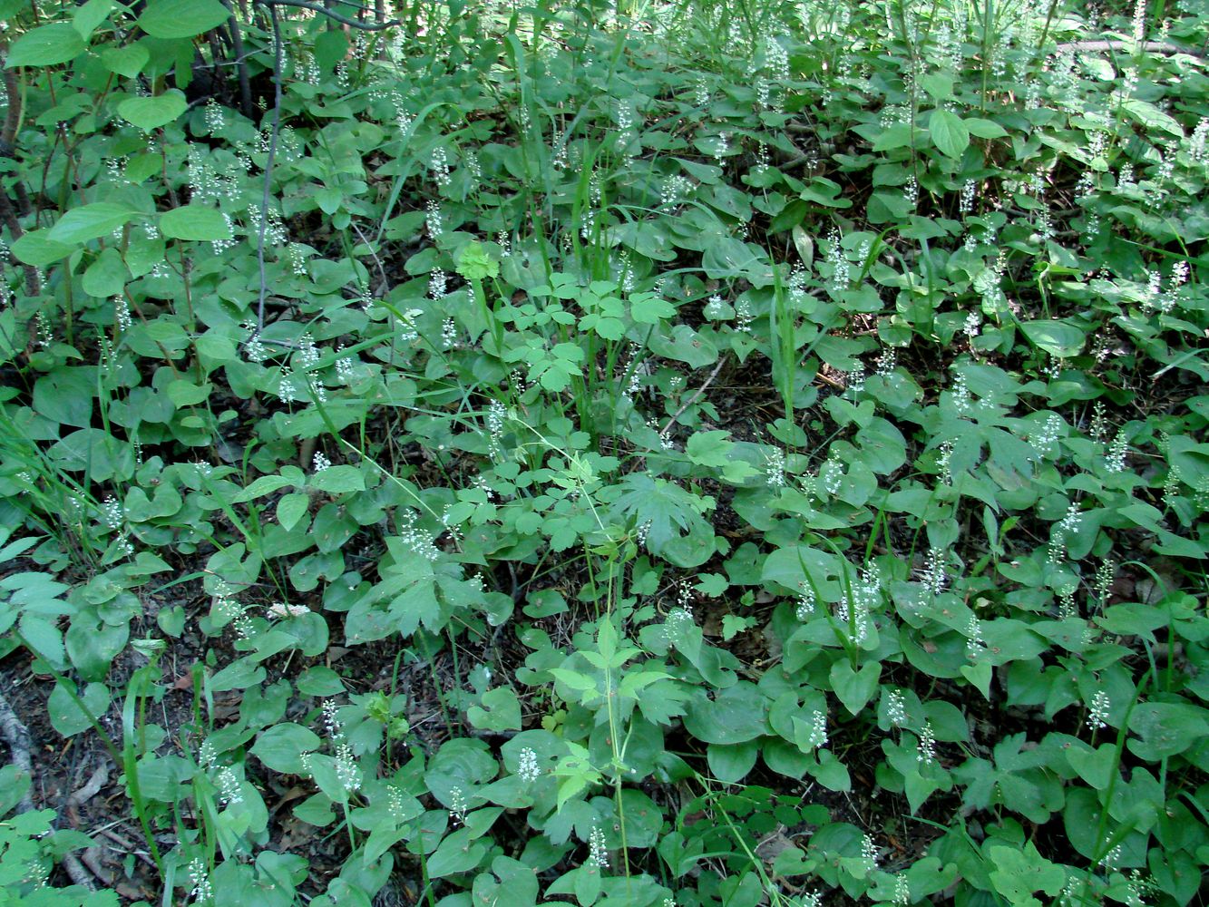 Изображение особи Maianthemum bifolium.