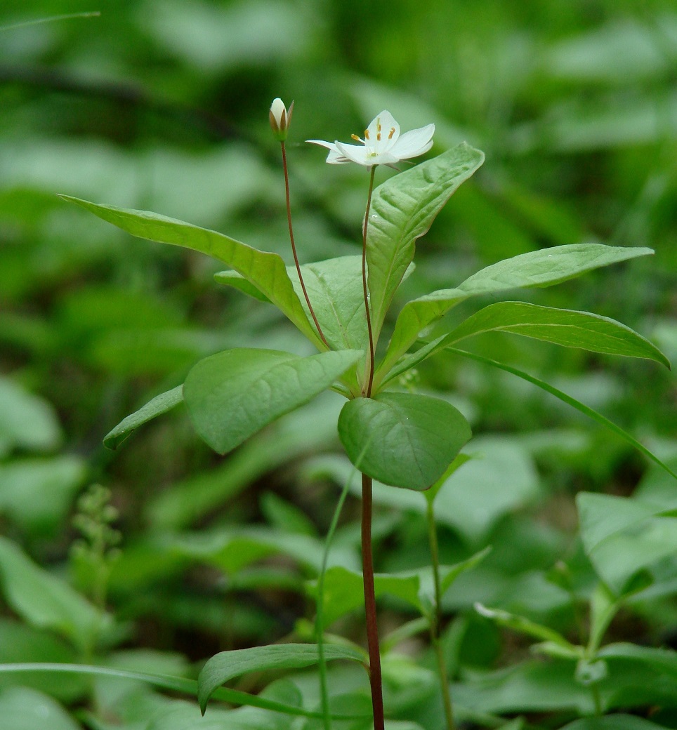 Изображение особи Trientalis europaea.